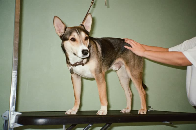 A dog standing on a grooming table being handled