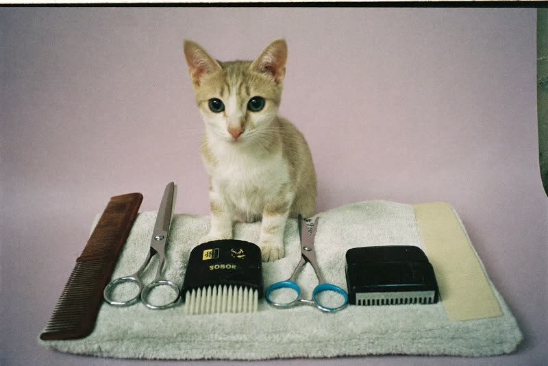 Grooming scissors, comb, brush and clippers laid out on a towel