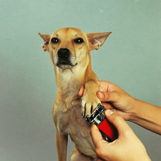 A dog's nails being clipped