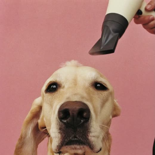 A dog being blow-dried after a bath