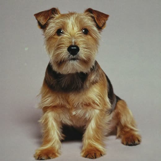 A small terrier with a freshly trimmed coat